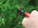 Hand using sheers to prune a tree limb during winter dormancy.
