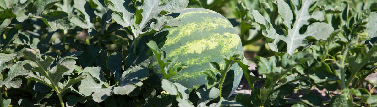 watermelon growing on vine