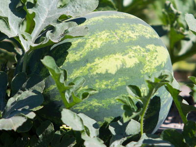 watermelon growing on vine
