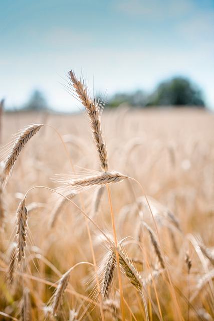 Golden wheat stalks in a ripe field under blue sky