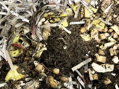 Worms with food scraps and shredded paper