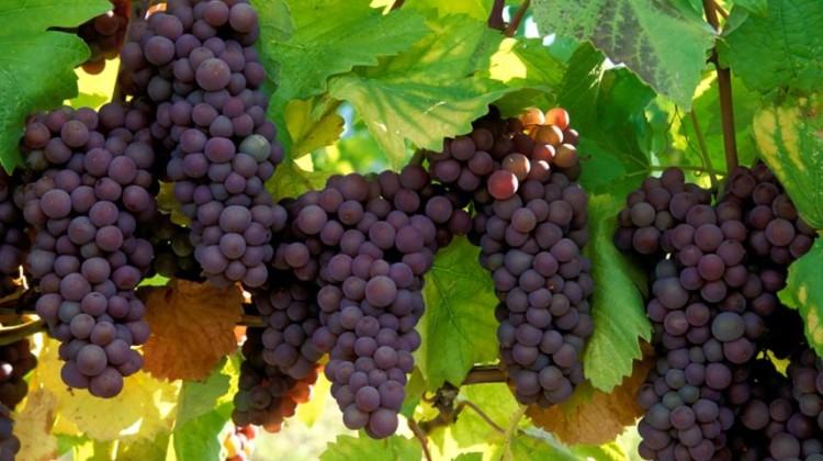 Grapes Production in nC