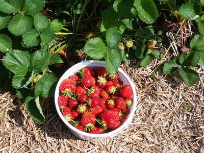 White bowl of freshly picked strawberries among strawberry plants and straw mulch