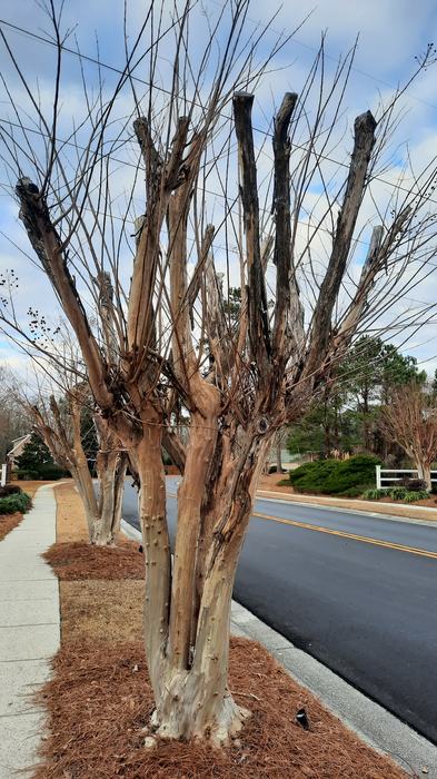 Topped crape myrtles lining a road.