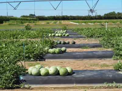 Photo of min watermelon field