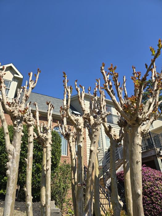 Knuckles of a crape myrtle outside of a home.