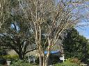 Tall leafless crepe myrtle tree over hedges and sign reading Brunswick County Botanical Garden