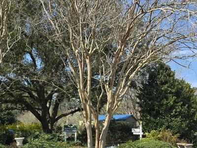Tall leafless crepe myrtle tree over hedges and sign reading Brunswick County Botanical Garden