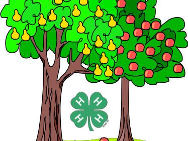 4-H Fruit Tree