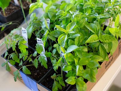 Seedling trays of basil and tomato plants with white labels reading "Black Cherry"