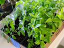 Seedling trays of basil and tomato plants with white labels reading "Black Cherry"