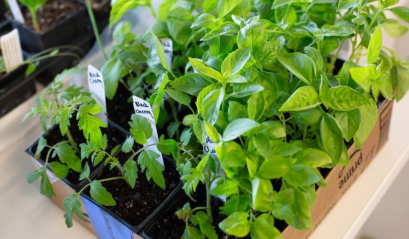 Spring Planting Event Join us! Spring Plant Festival - Saturday, March 22 - Durham County ...