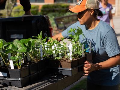 Woman placing trays of seedling plants on a pickup truck tailgate