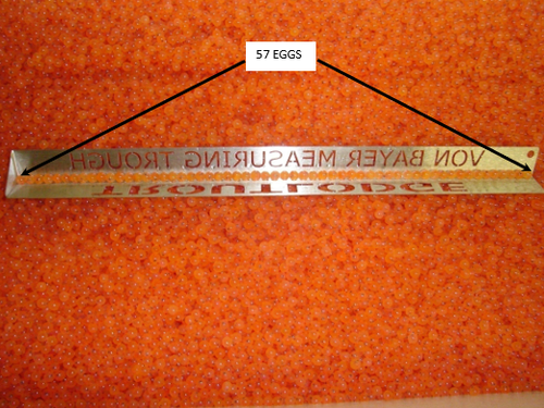 Orange fish eggs beneath a ruler labeled "VON BAYER MEASURING TROUGH"; tag reads "57 EGGS"