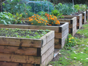 Wooden raised garden beds with seedlings and orange marigolds in a row