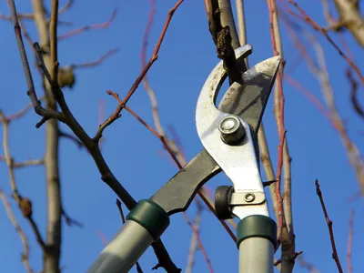 Lopping shears cutting a thin tree branch against a clear blue sky