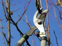 Lopping shears cutting a thin tree branch against a clear blue sky