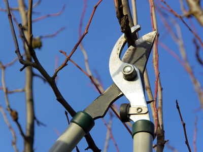 Lopping shears cutting a thin tree branch against a clear blue sky