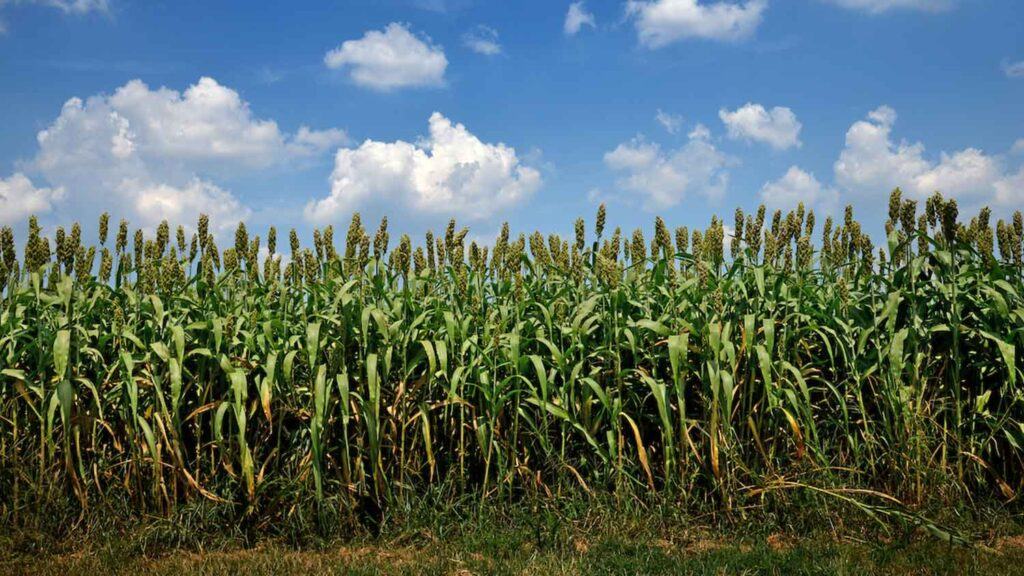 Sorghum growing in a field.