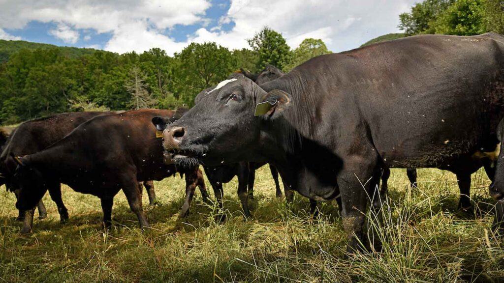 Beef Cows Grazing in a field.