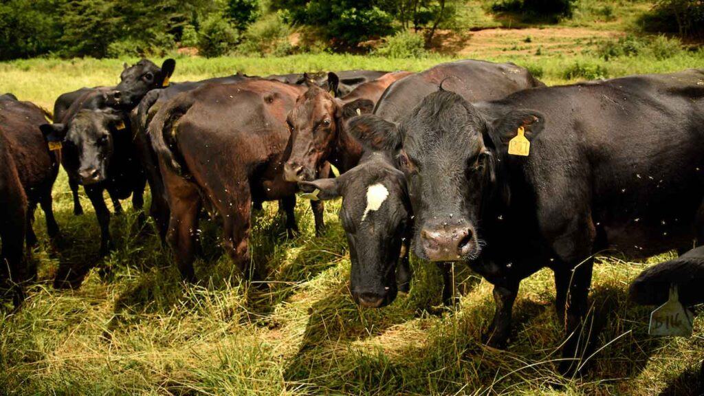 Beef Cows Grazing in a field. One is looking at the camera.
