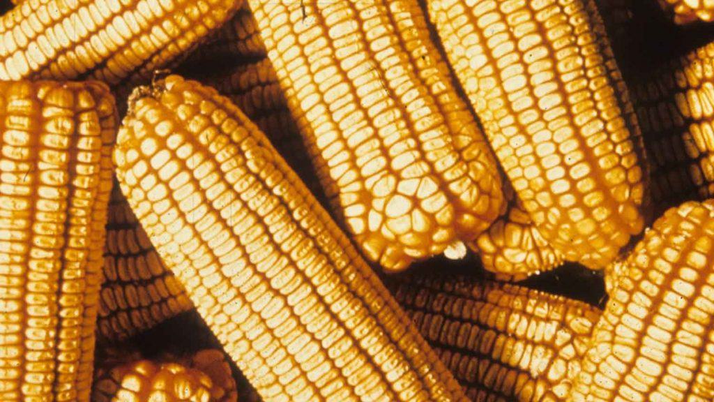 Ears of Corn in a pile.
