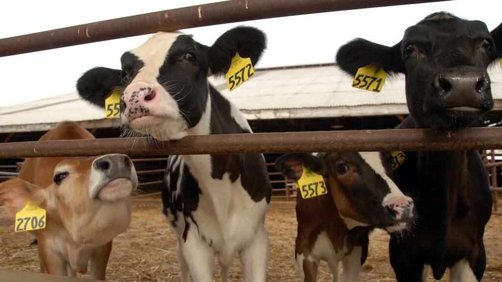 Milk cows with tags in their ears.