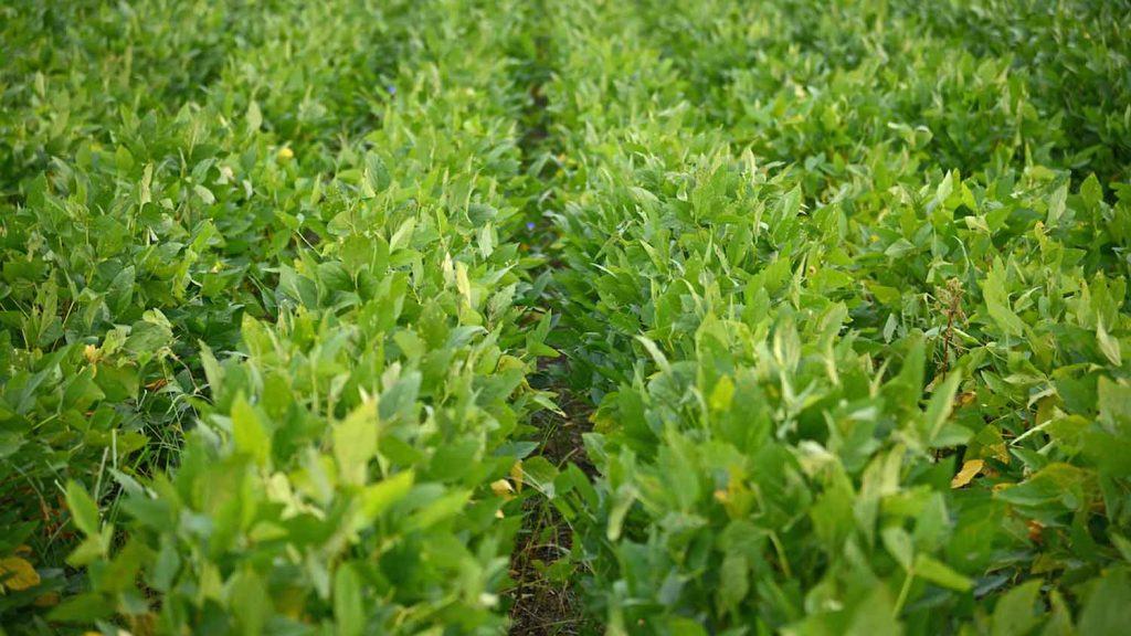 Rows of Soybeans in a field.