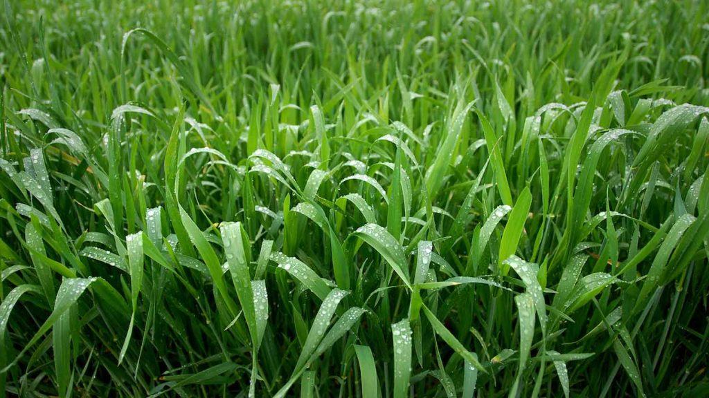 Wheat growing in a field.