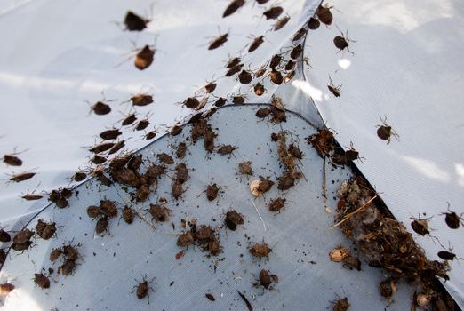 Many brown marmorated stink bugs collected in an insect cage
