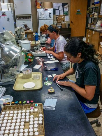 Preparing sterile brown marmorated stink bug egg masses for parasitoid detection in the field