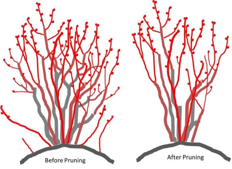 Before and After Pruning
