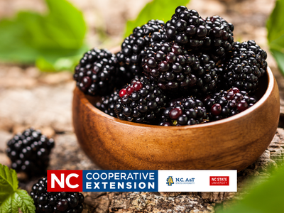 Learn to grow blackberries.
