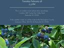 Blueberry Pruning Demonstration — Tuesday February 18, 1–3 PM; blueberry bushes and event details