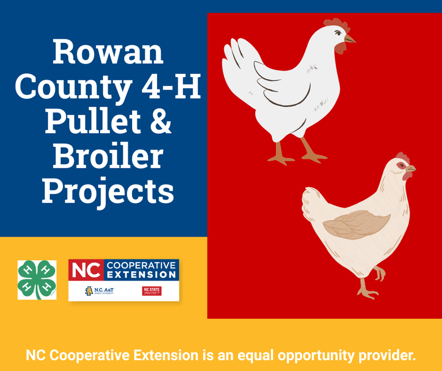 Rowan County 4-H Pullet & Broiler Projects title, two illustrated chickens, NC Extension