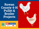 Rowan County 4-H Pullet & Broiler Projects title, two illustrated chickens, NC Extension