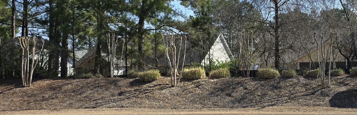 Crape myrtle topped off, no vertical/horizontal limitations