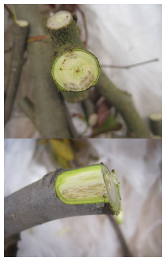 Two close-up fresh cuts on small green branches showing exposed inner wood