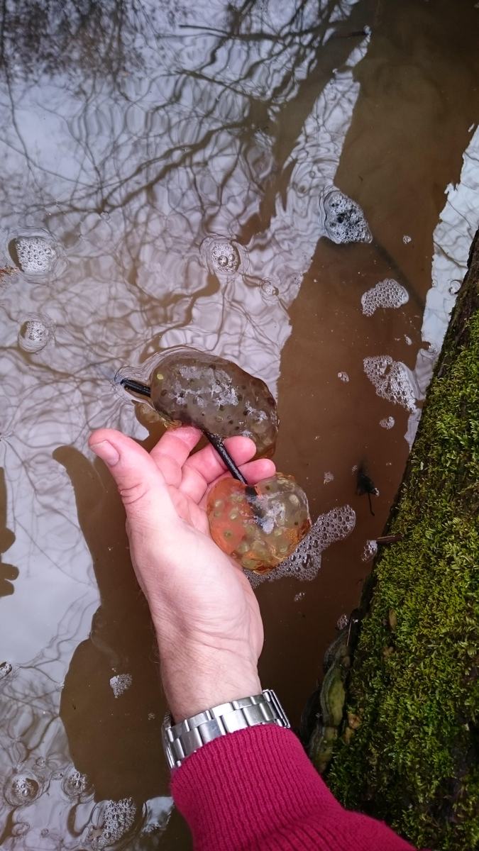 Amphibian Egg masses in a wetland