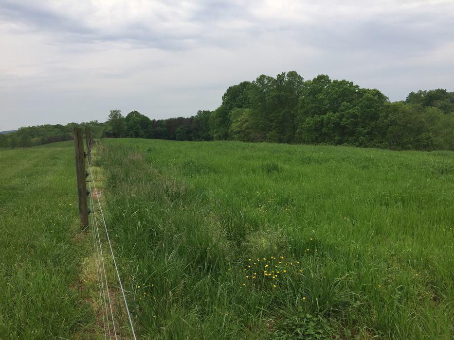 pasture 
