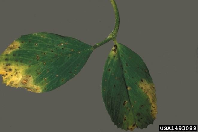 Leaf Spot on Alfalfa