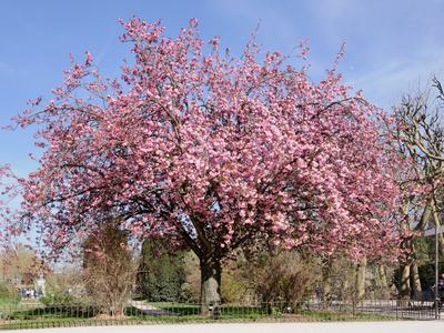 Flowering Cherry Tree