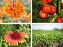 Collage of 4 photos of orange azaleas, tomatoes, blanket flower, and turfgrass