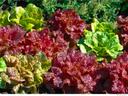 Red and green lettuce heads growing in a garden bed