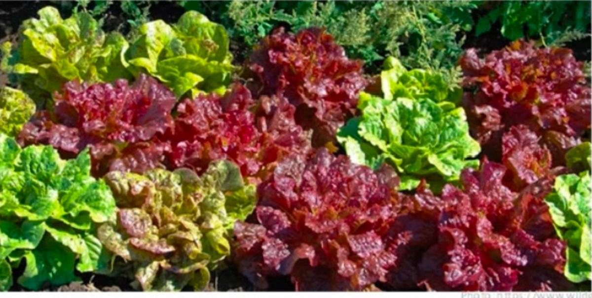 Red and green lettuce heads growing in a garden bed