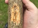 A picture of a sassafras tree with a entry hole made by an ambrosia beetle with brown streaked vascular tissue.