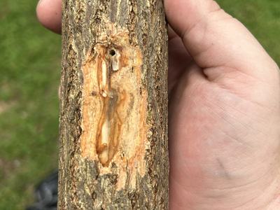A picture of a sassafras tree with a entry hole made by an ambrosia beetle with brown streaked vascular tissue.