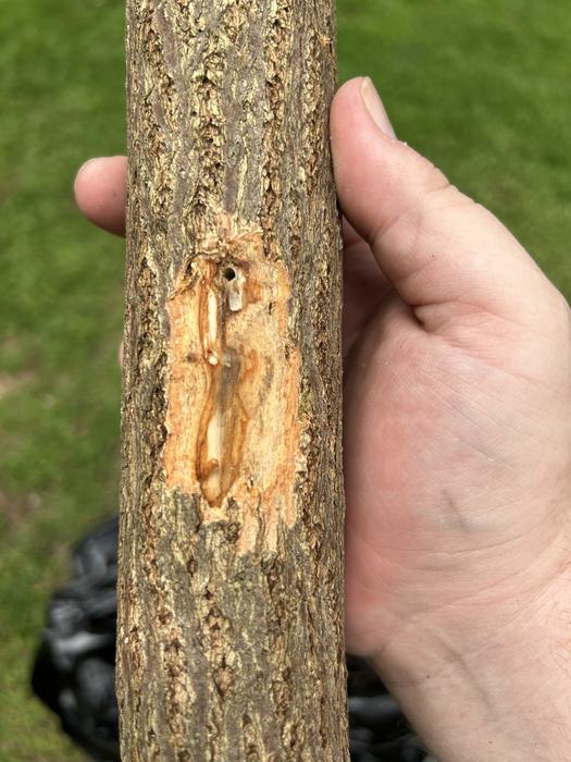 A picture of a sassafras tree with a entry hole made by an ambrosia beetle with brown streaked vascular tissue.