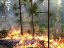 Prescribed fire in longleaf pine