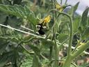 Tomato flowers with bee